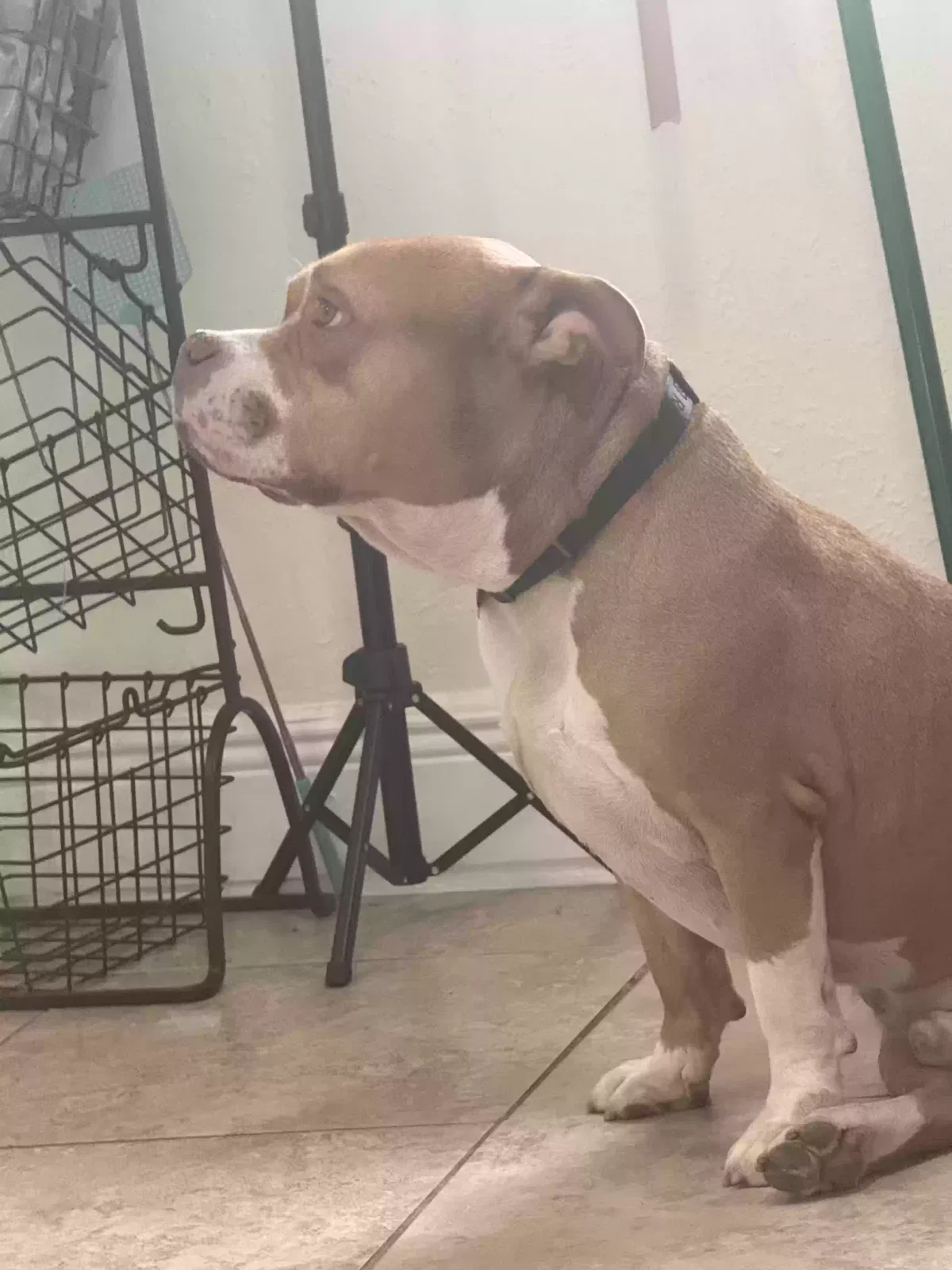 Buddy, American Bully Terrier Dog for adoption in Fort Lauderdale, FL, 33334