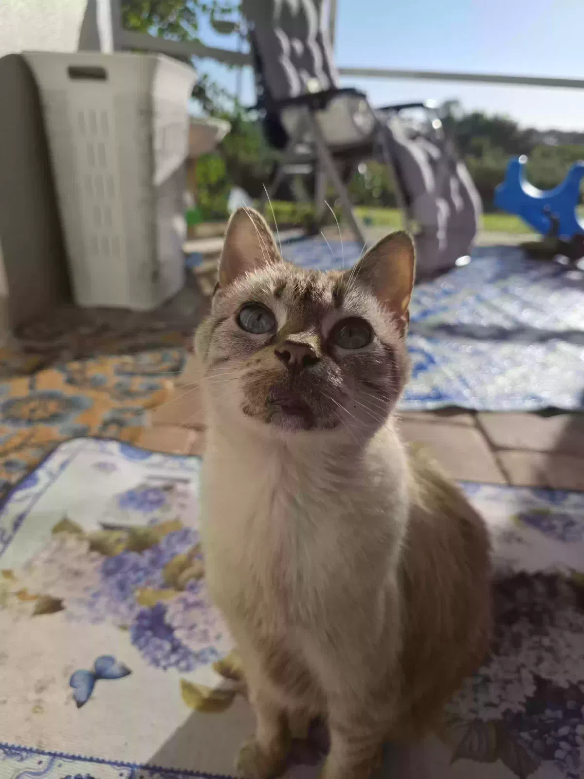 Princess, Unknown Cat for adoption in Lakeland, FL, 33812