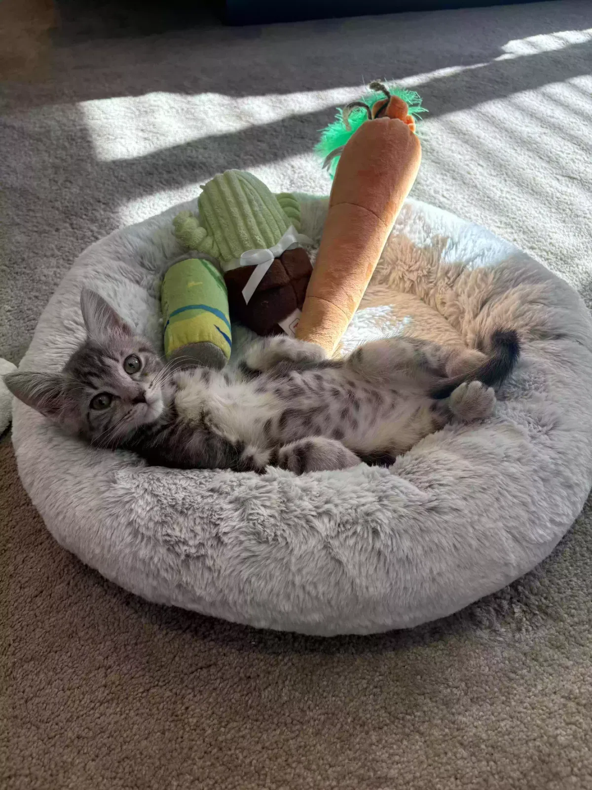 Baby, Tabby Cat for adoption in Bloomfield Hills, MI, 48301
