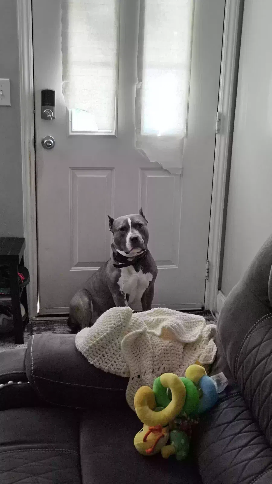 Nuke, American Bully Dog for adoption in Statesville, NC, 28677