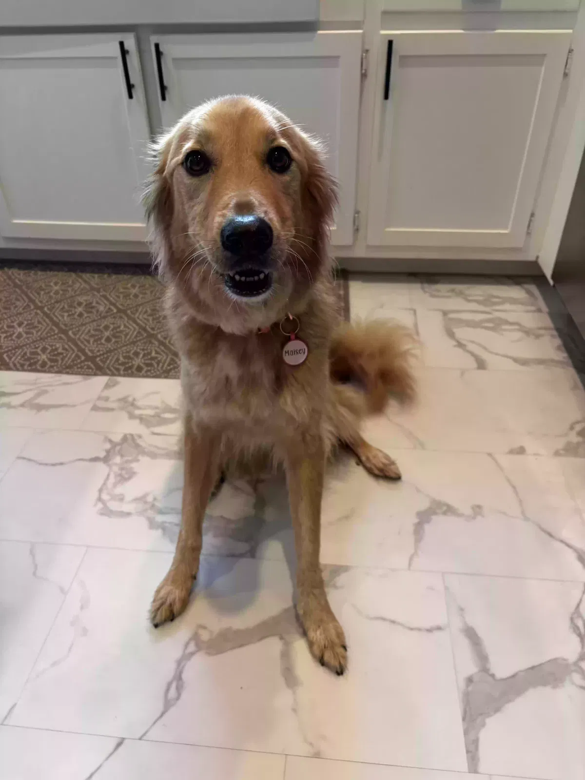 Maisey, Golden mix Dog for adoption in Oakdale, NY, 11769