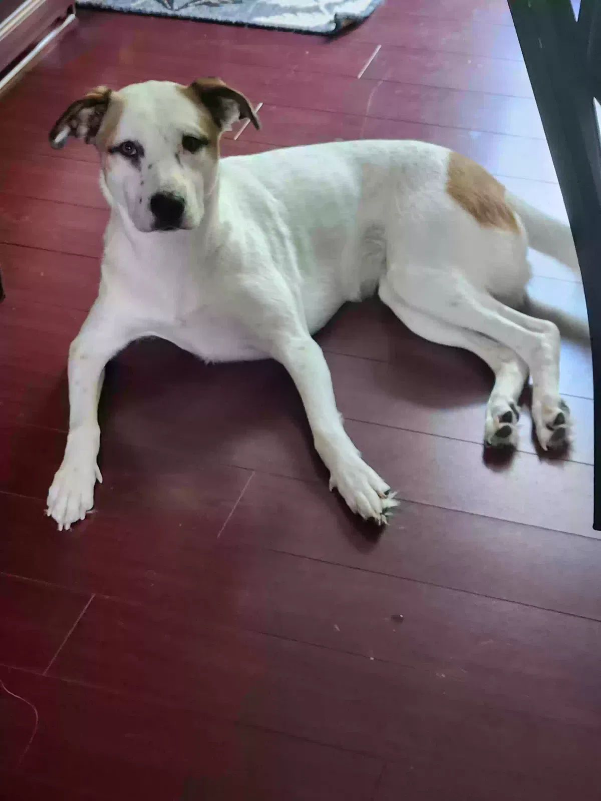 Mary, Unknown Dog for adoption in Shelby, NC, 28152