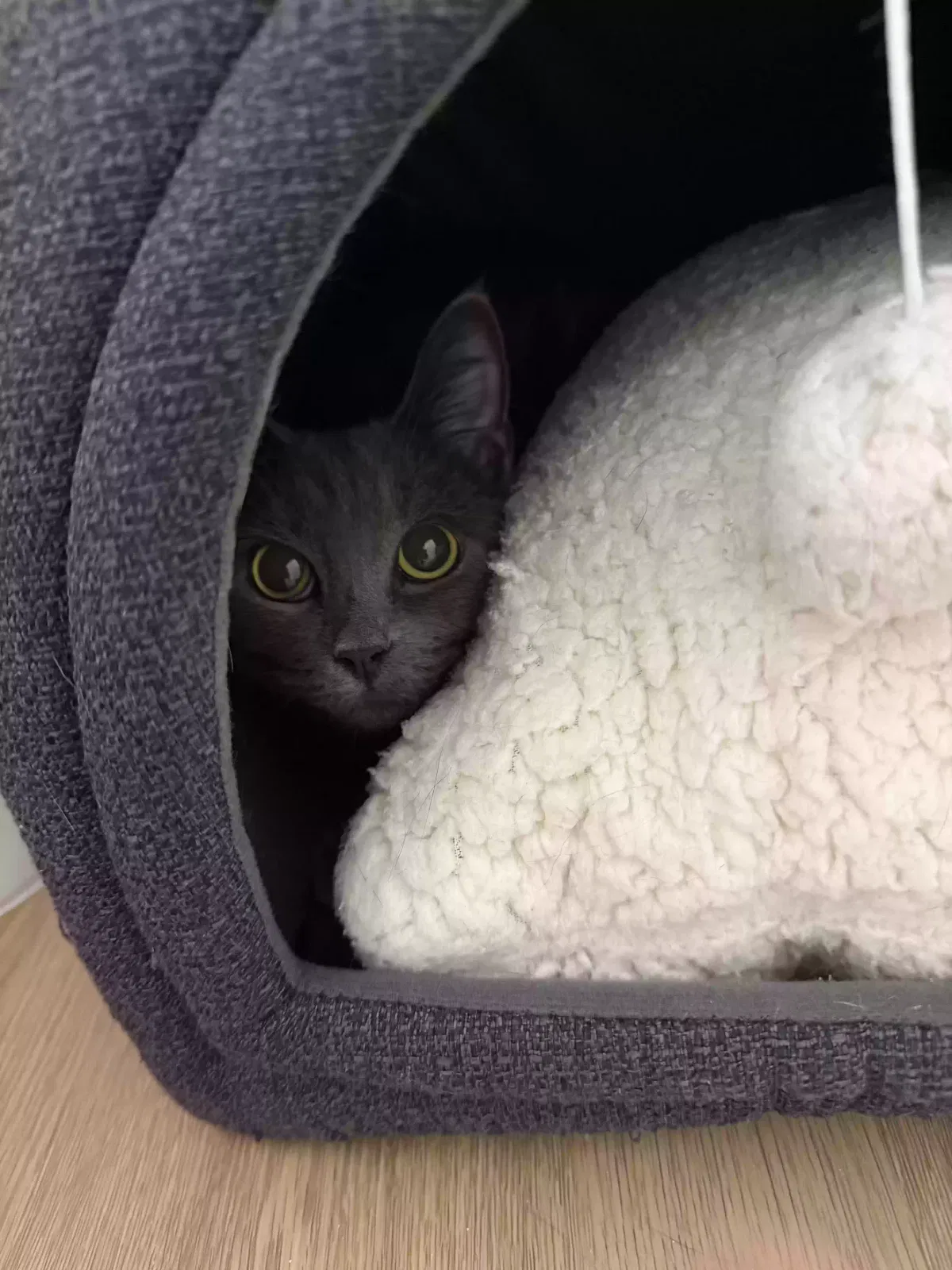 Ava, Unknown Cat for adoption in Lithonia, GA, 30038