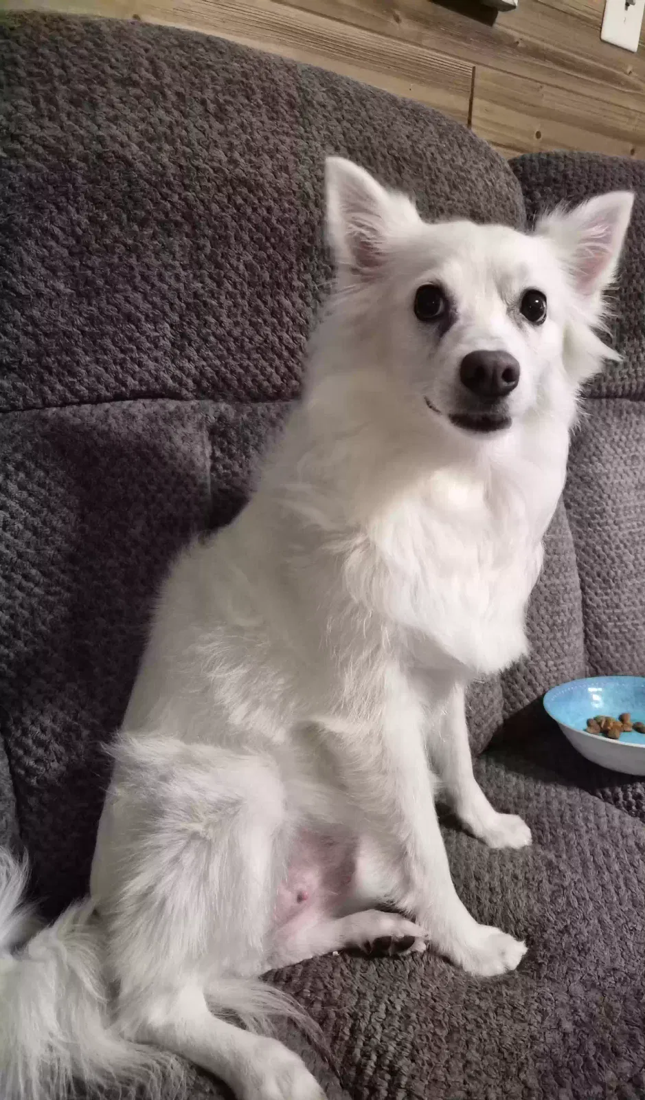 Ruby, American Eskimo spitz Dog for adoption in Hubert, NC, 28539