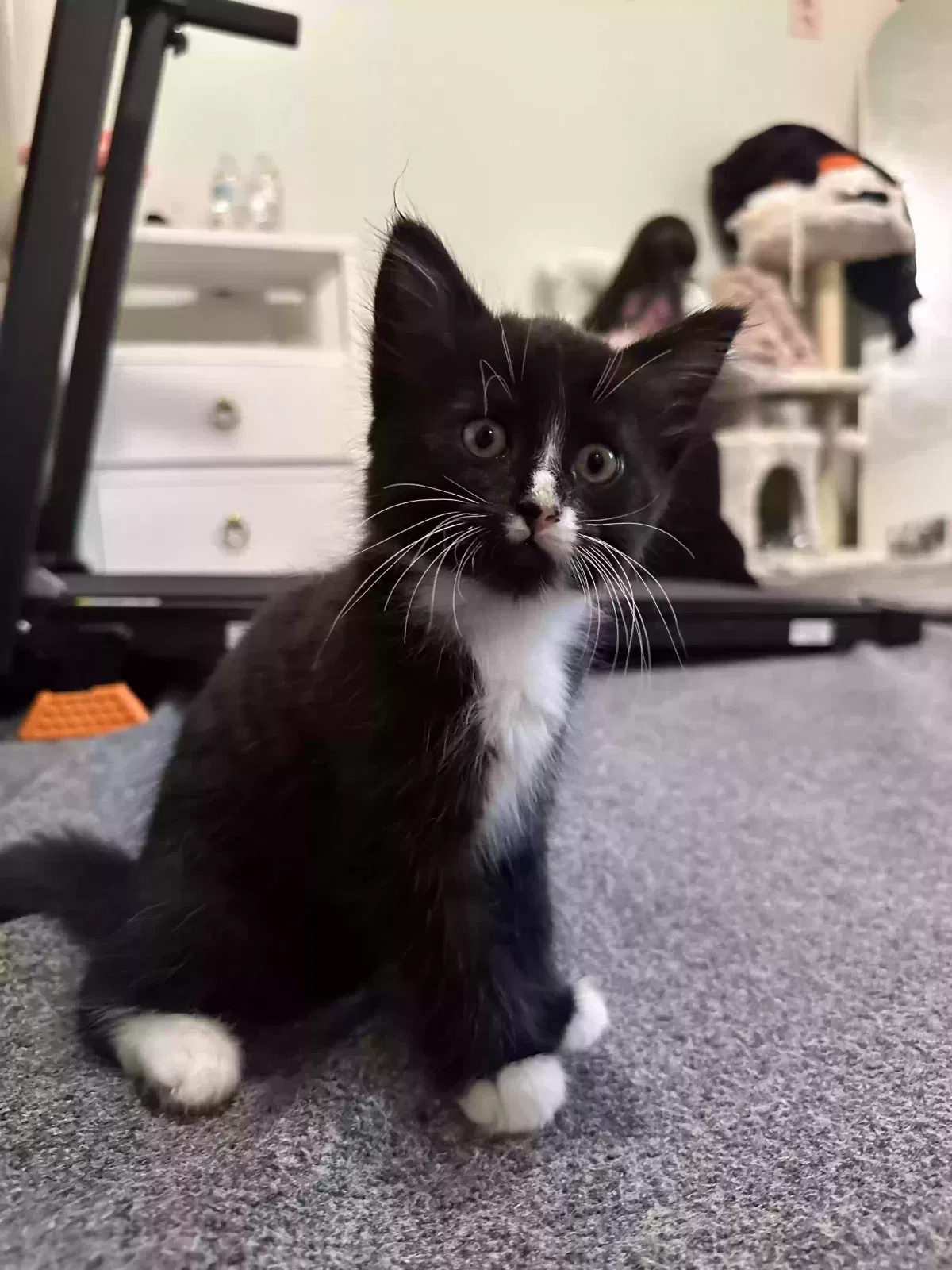 Zaytouna, Tuxedo Cat for adoption in Lilburn, GA, 30047