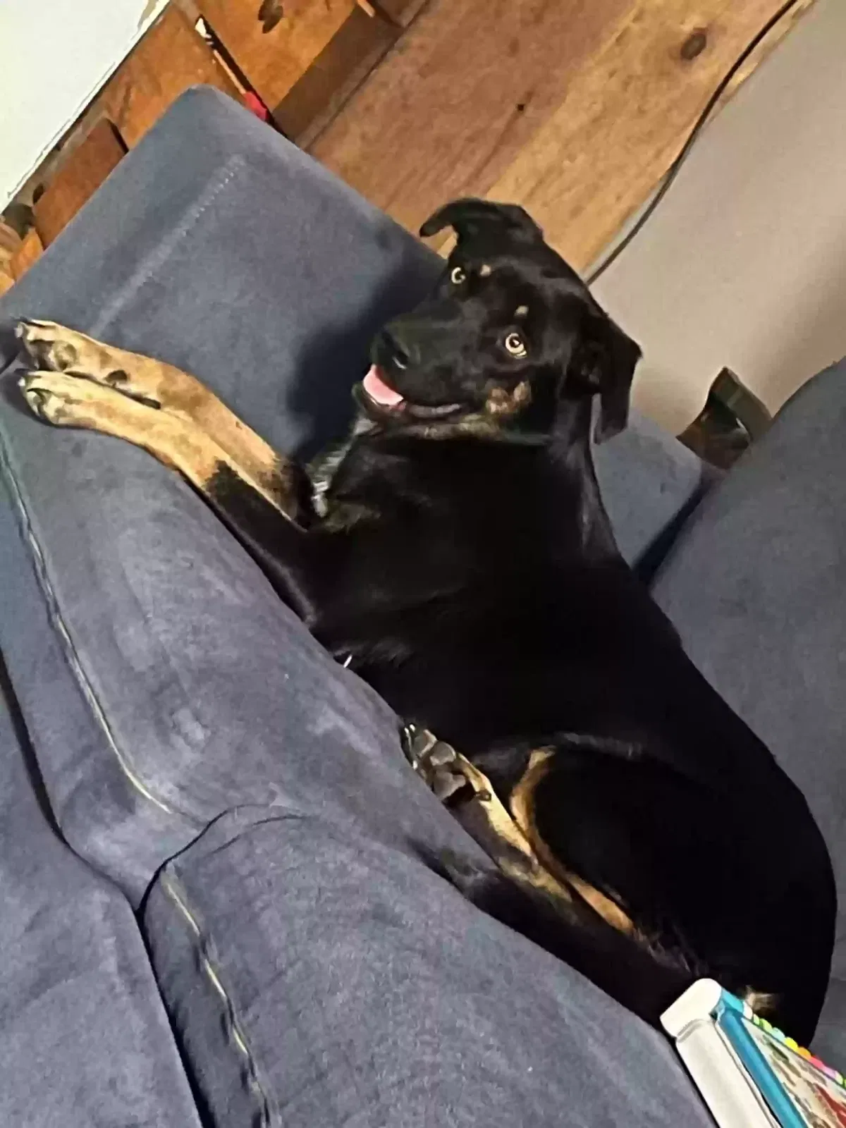 Willow, Australian shepherd mix Dog for adoption in Ocala, FL, 34480