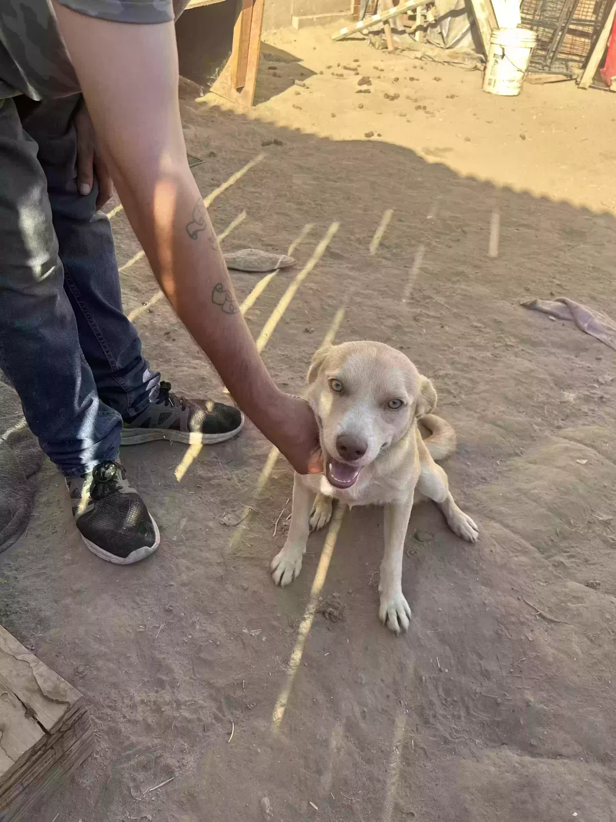 Cutie Pie, Unknown Dog for adoption in Gustine, CA, 95322