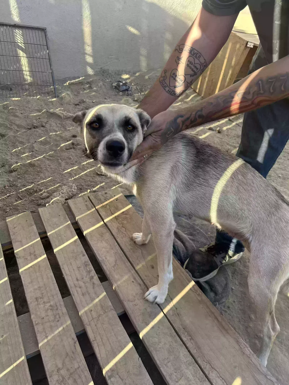 Star, Unknown Dog for adoption in Gustine, CA, 95322