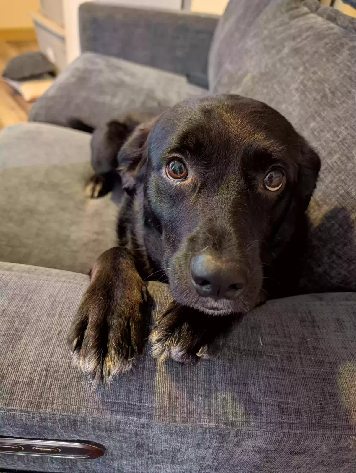 Selûne, Labrador Retriever Dog for adoption in Topeka, KS, 66605