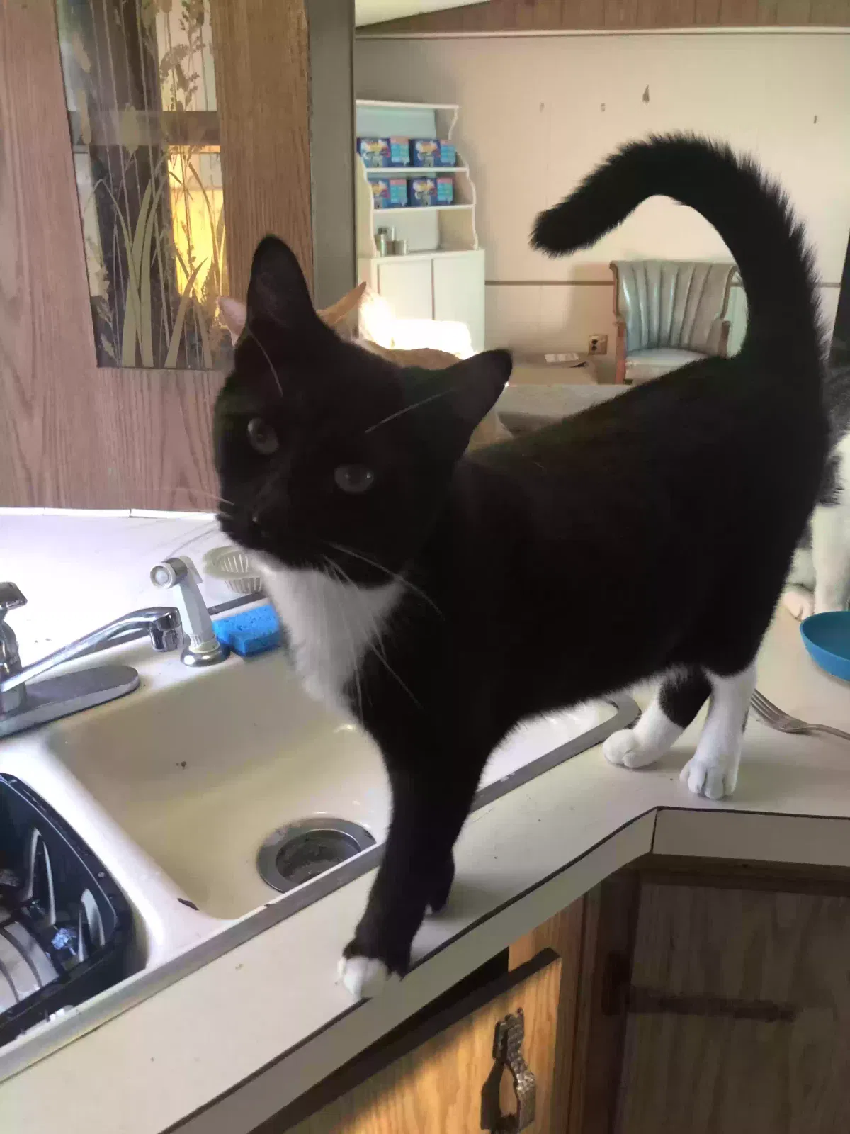 Thomas, Unknown Cat for adoption in Millville, NJ, 8332