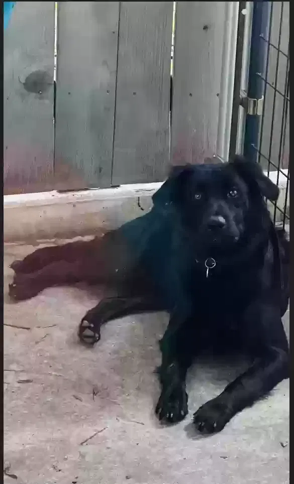 Max, Lab Mix Dog for adoption in San Antonio, TX, 78250