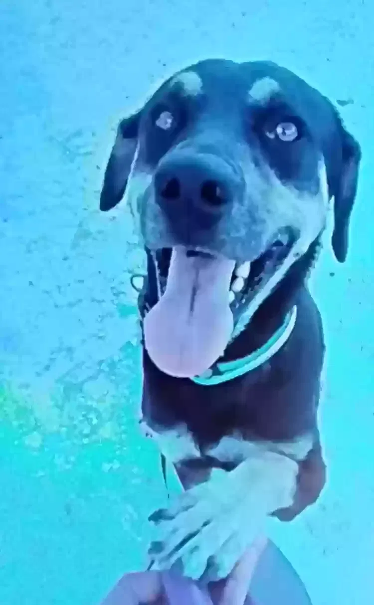OZZY, Unknown Dog for adoption in San Antonio, TX, 78221