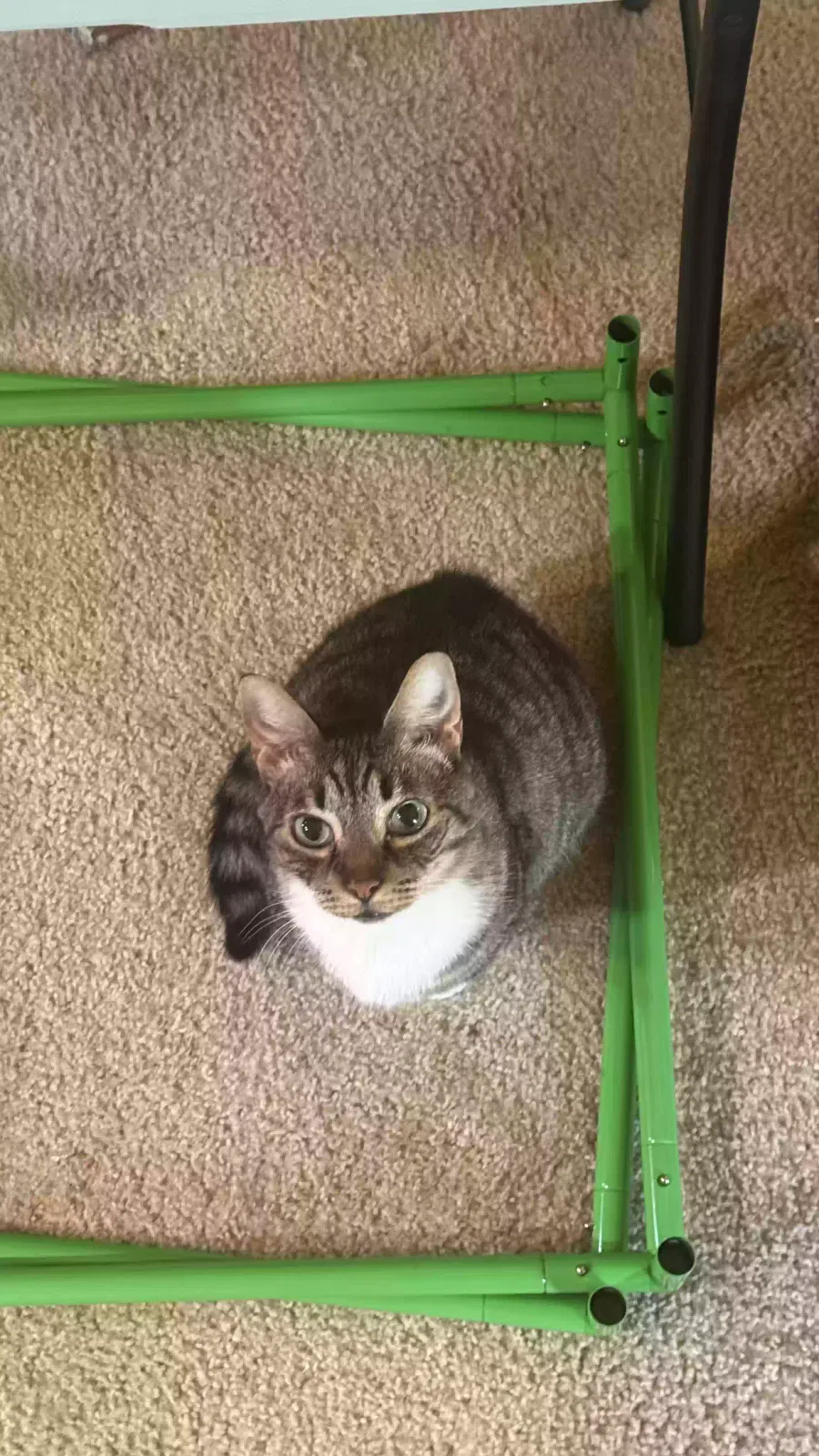 Whiskers, Tabby Cat for adoption in Orange Springs, FL, 32182