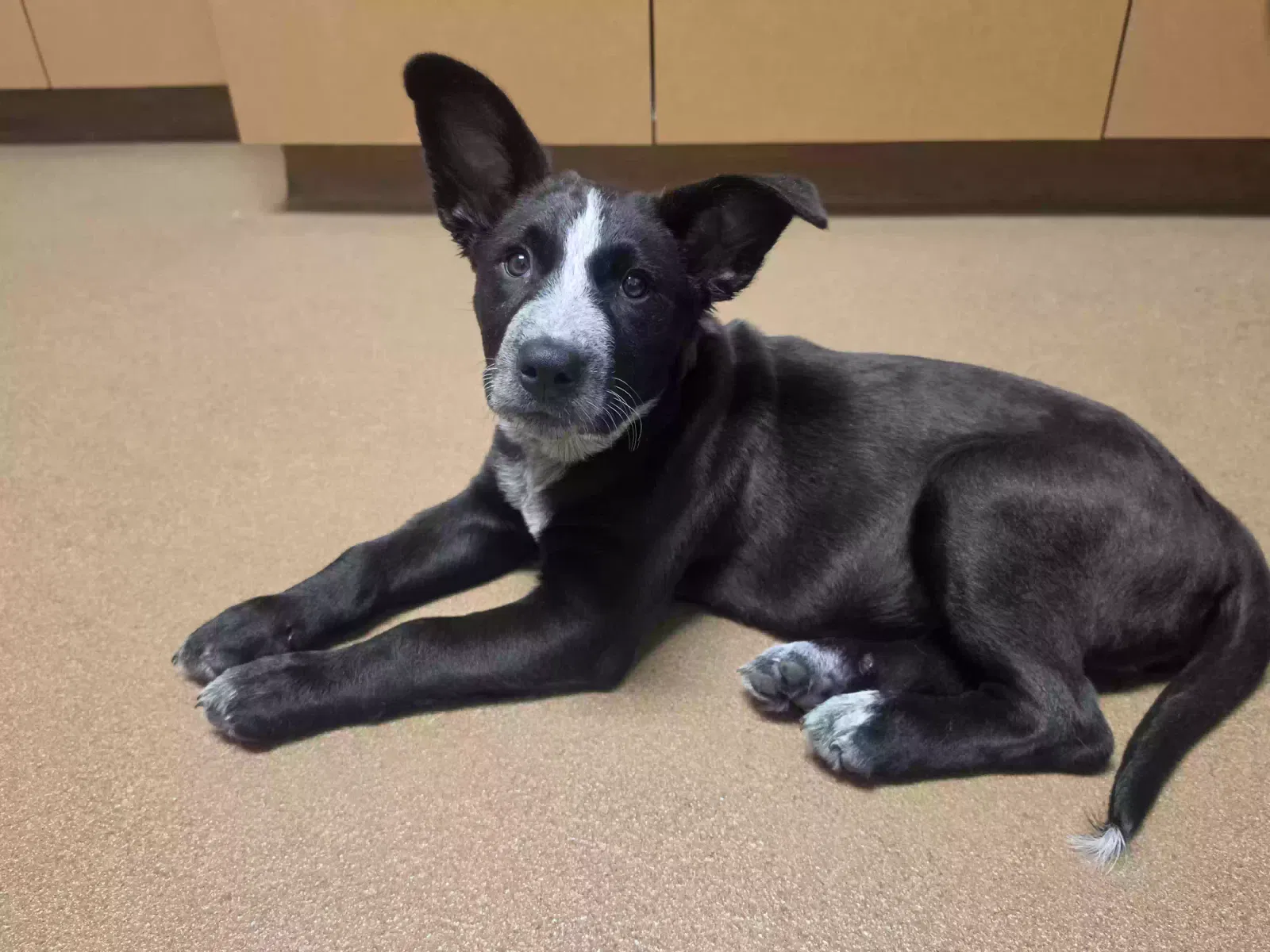 Luna, Golden Retriever mixed with Border Collie Dog for adoption in Longview, TX, 75604