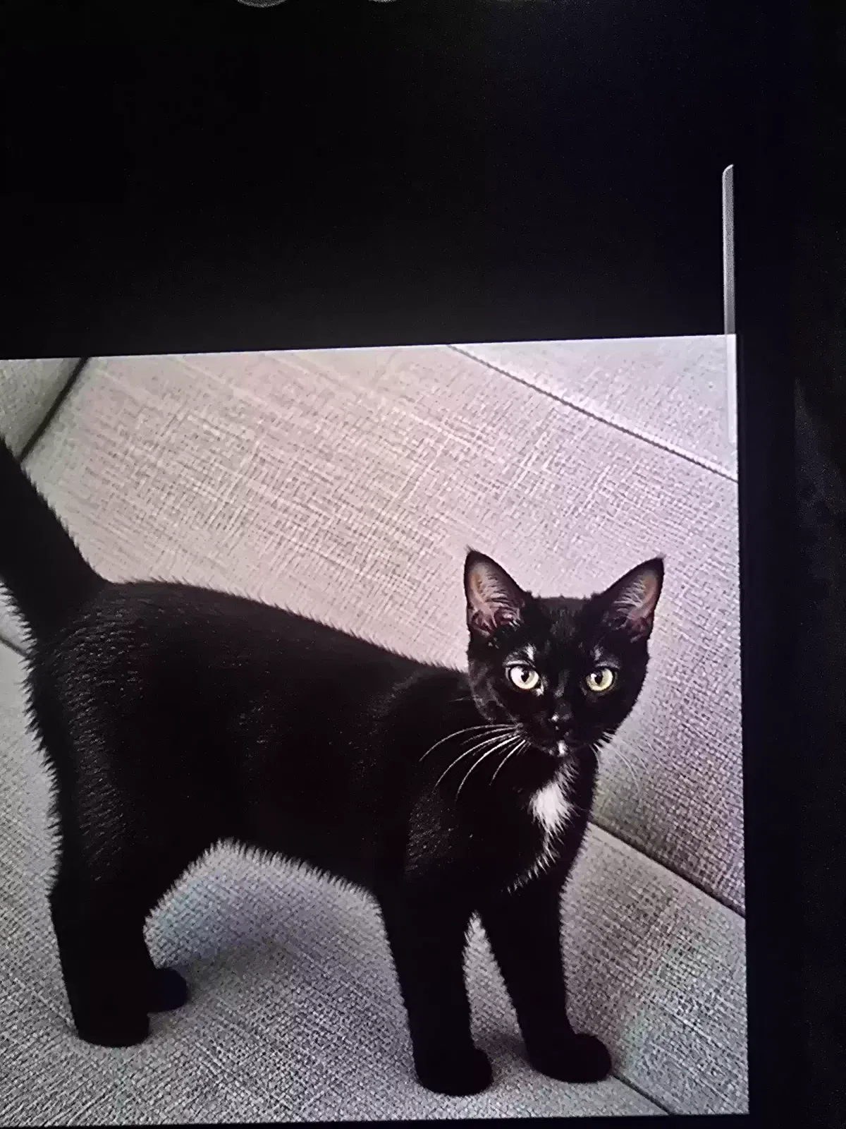 Little Bit, Feline Cat for adoption in Covington, GA, 30014