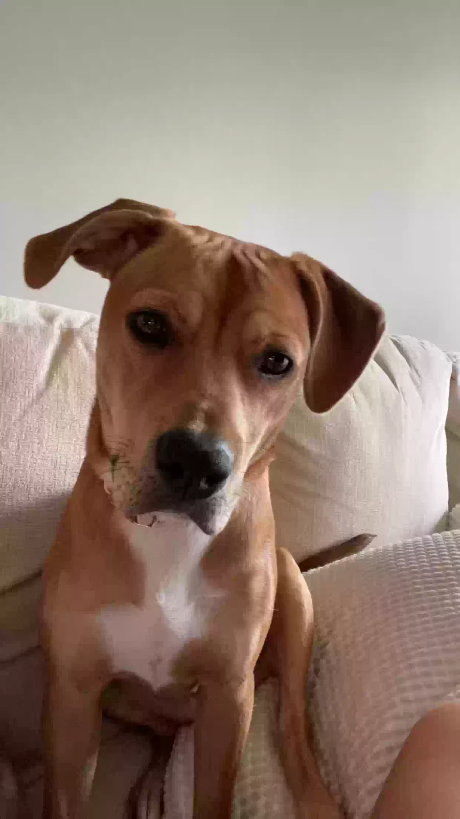 Murphy, Pitt bull Dog for adoption in Amelia, OH, 45102