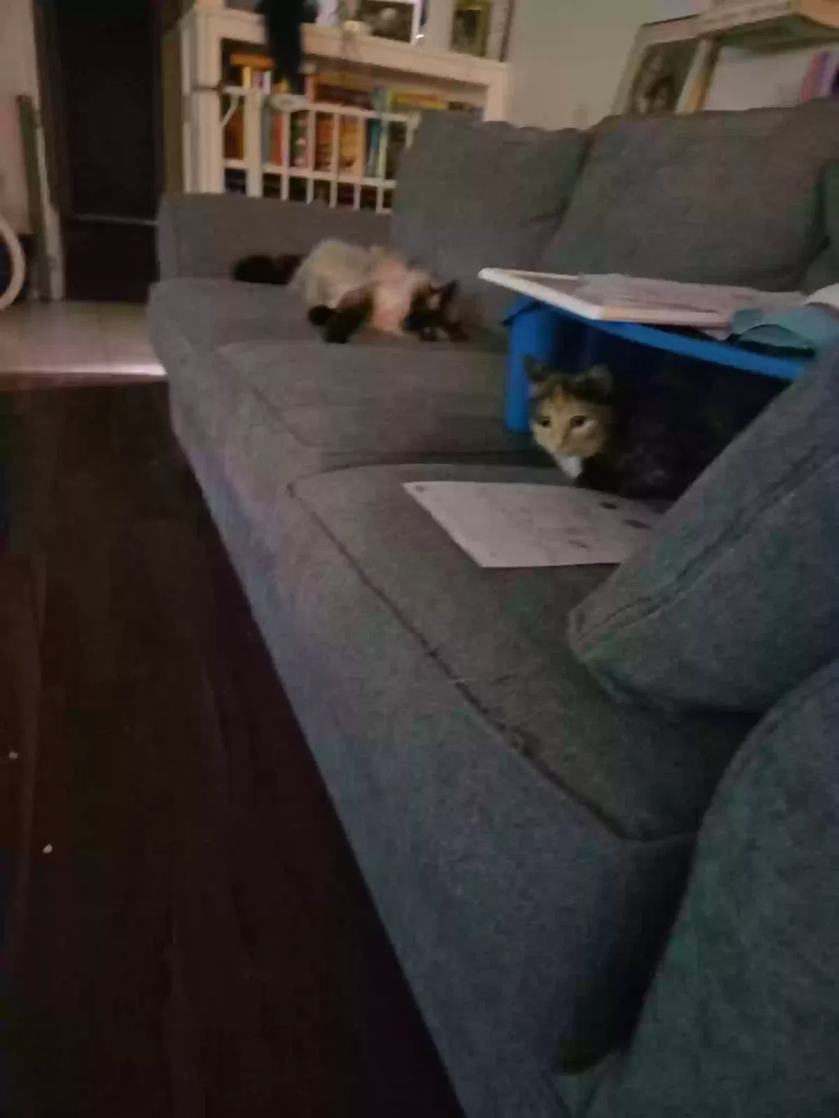 Callie, Unknown Cat for adoption in Arlington, TX, 76012