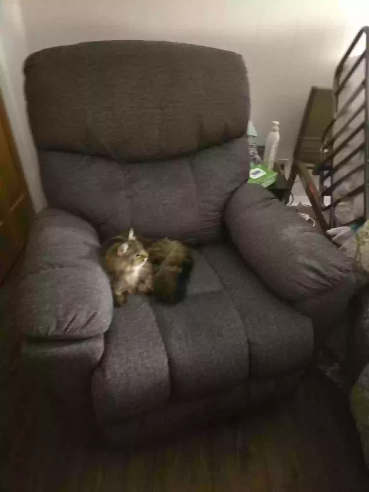Sassy, Unknown Cat for adoption in Arlington, TX, 76012