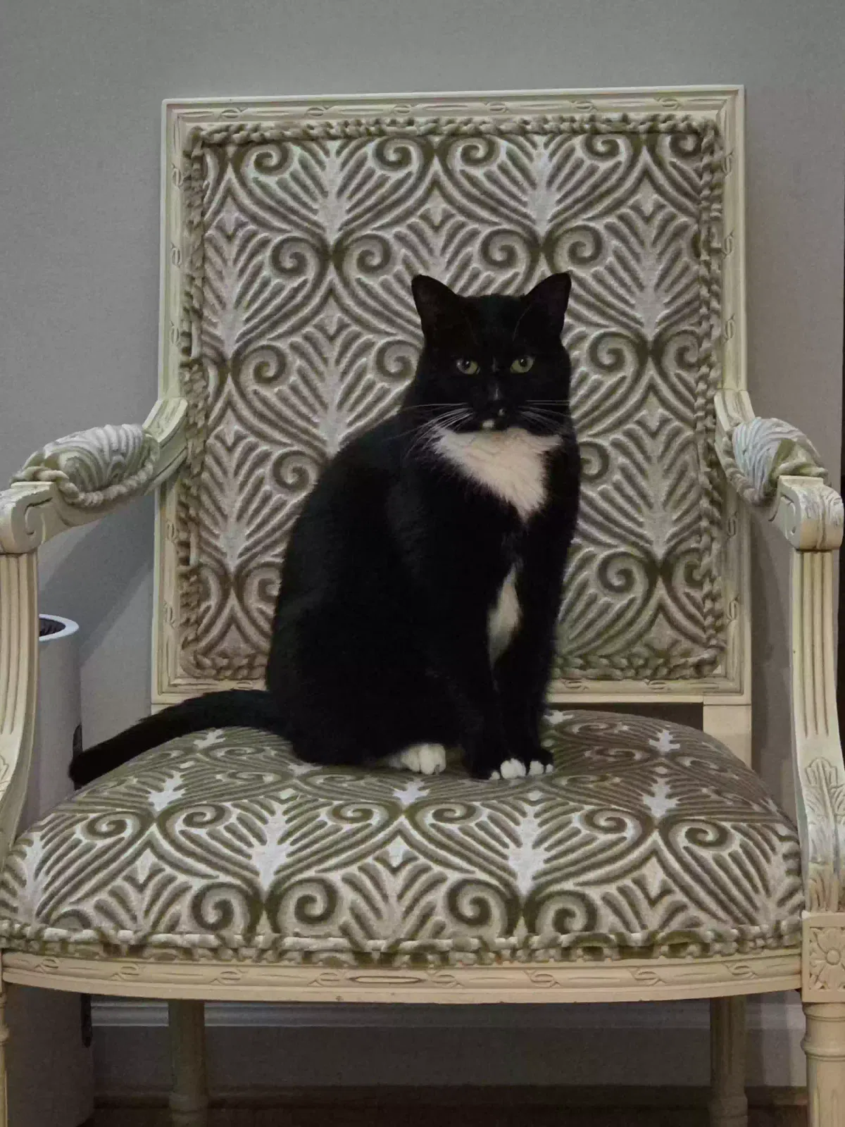 Morgy, Unknown Cat for adoption in Smyrna, GA, 30082