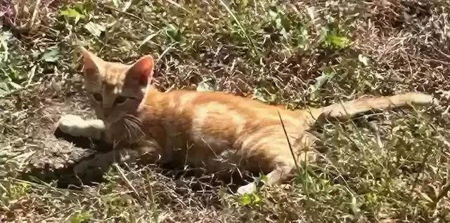 Gerald, Unknown Cat for adoption in Jamestown, TN, 38556