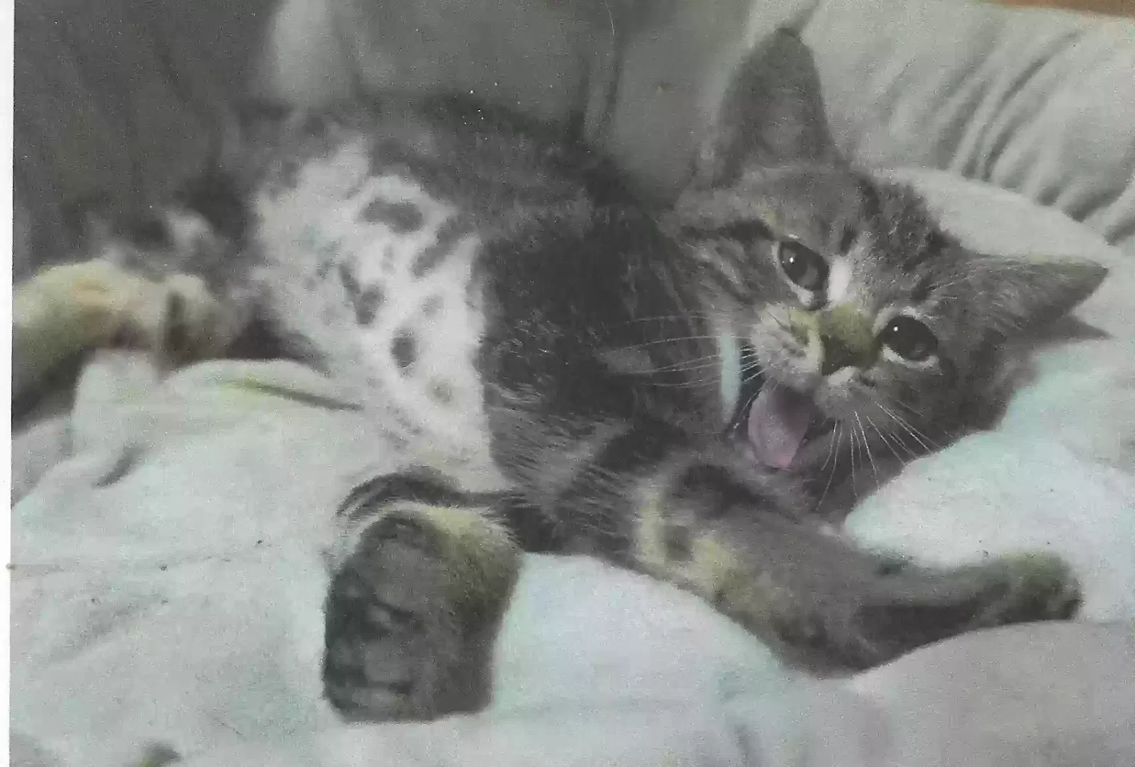Not named yet, Tuxedo & a Tabby Cat for adoption in Phoenix, AZ, 85044