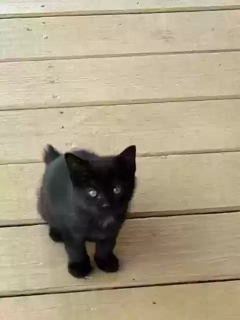 Midnight, Unknown Cat for adoption in Jamestown, TN, 38556
