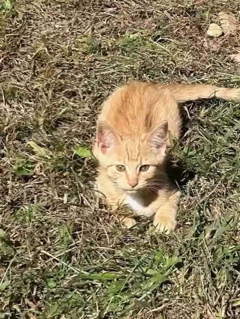 Jim, Unknown Cat for adoption in Jamestown, TN, 38556
