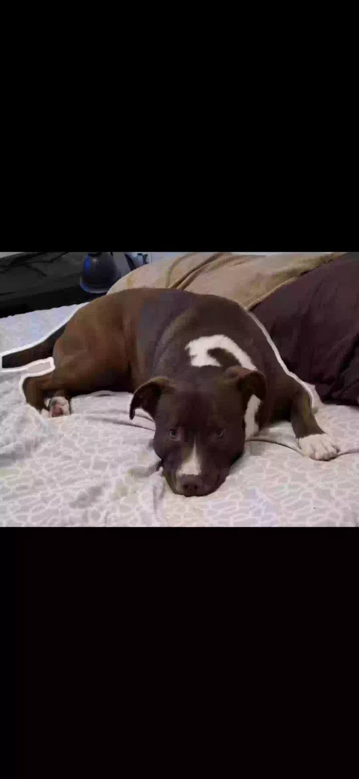 Kirby, Pitsky Dog for adoption in Cambria Heights, NY, 11411