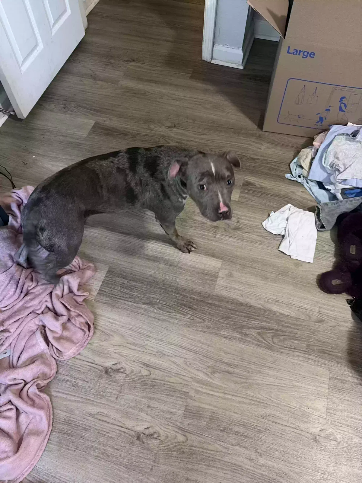 Diamond, Unknown Dog for adoption in Clarkston, GA, 30021