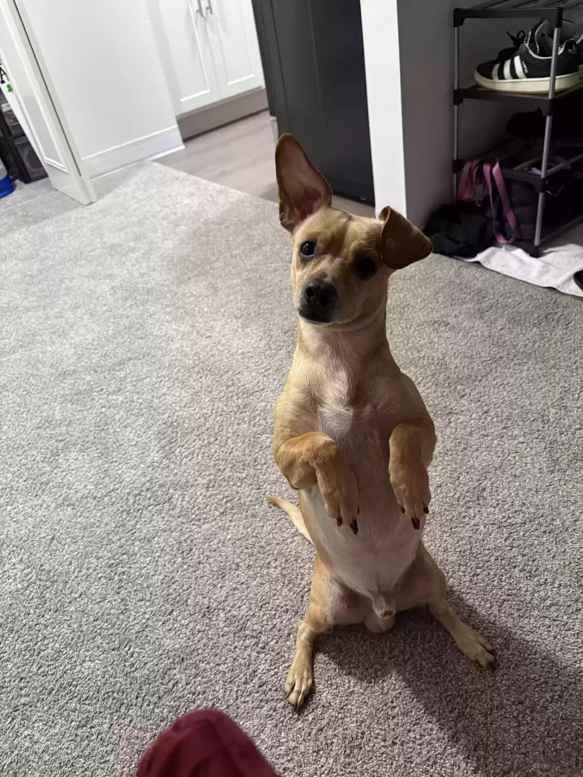 Munch, Chiweenie Dog for adoption in Battle Creek, MI, 49037