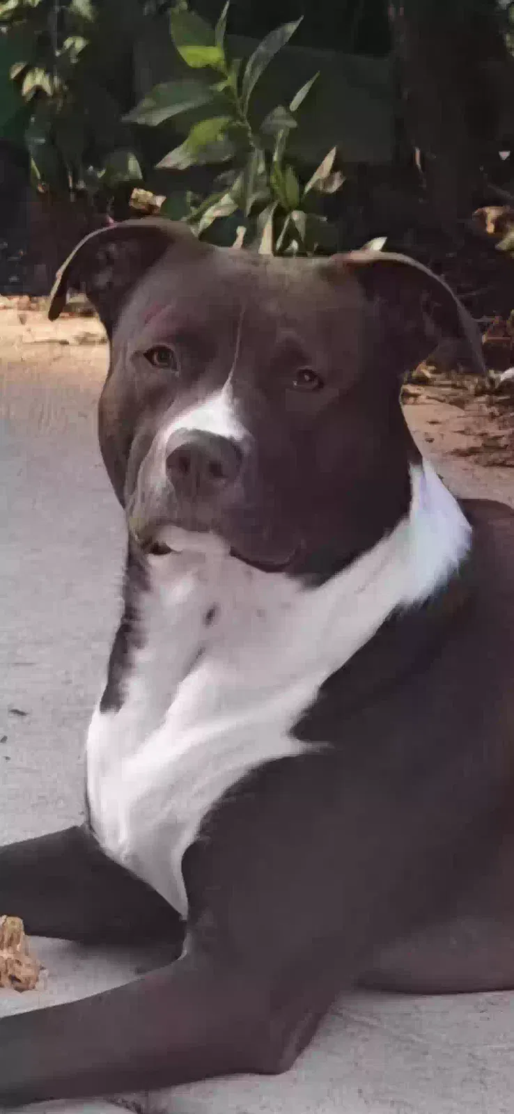 Kirby, Pit husky Dog for adoption in Cambria Heights, NY, 11411