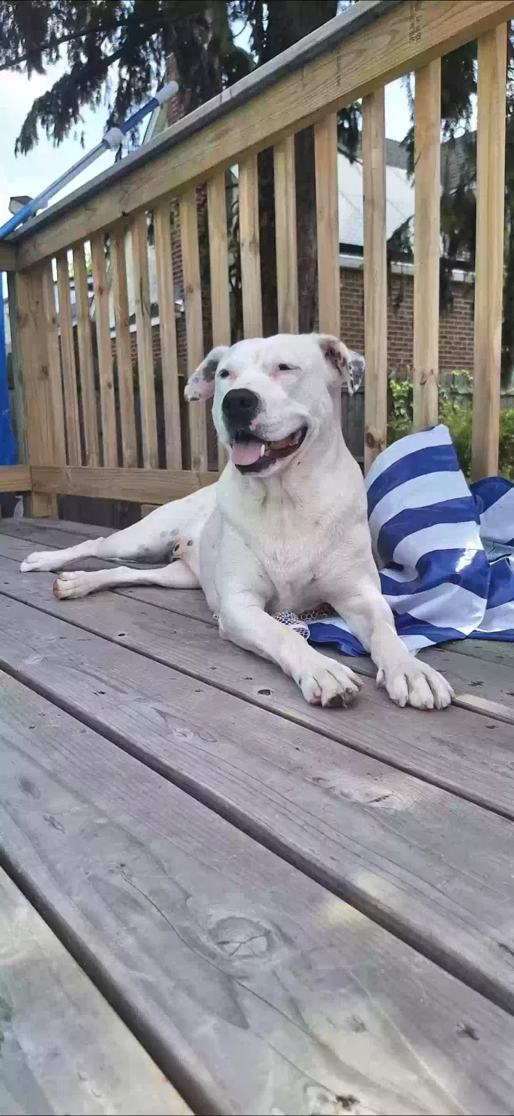 Amelia, Pit husky Dog for adoption in Cambria Heights, NY, 11411