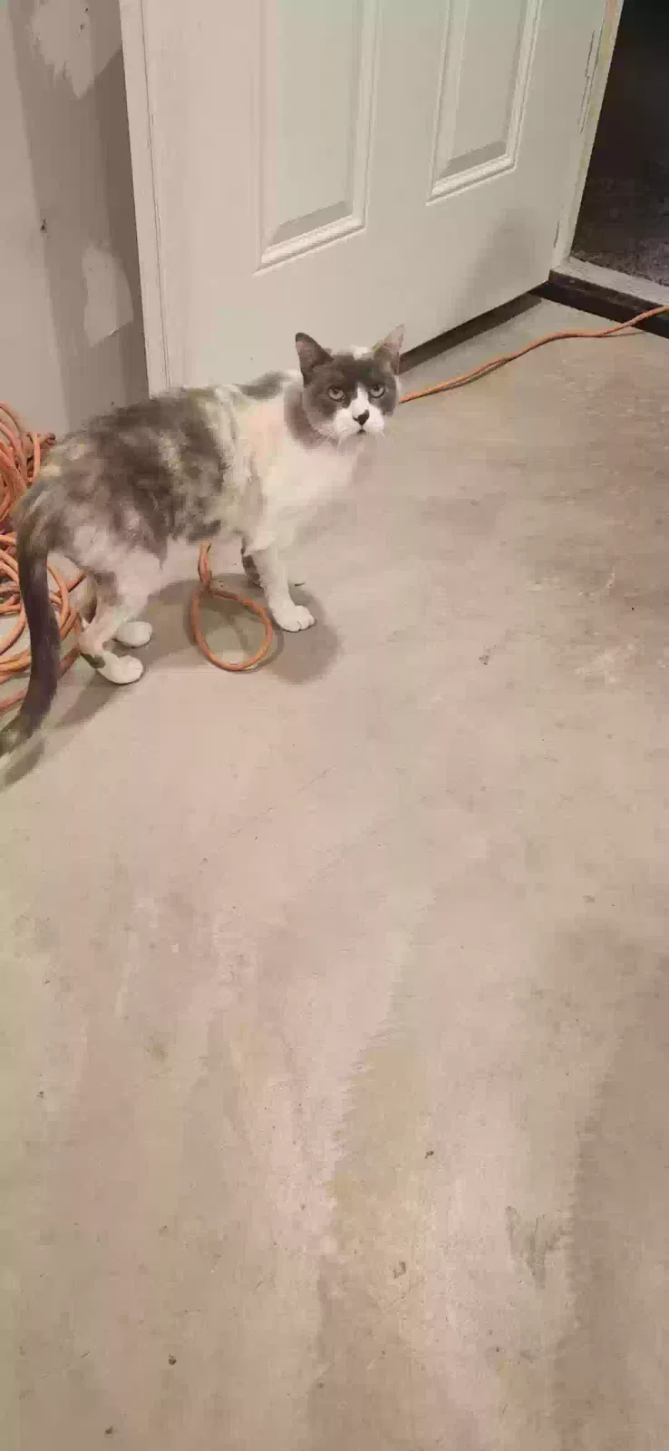 Moon, Unknown Cat for adoption in Suisun City, CA, 94585