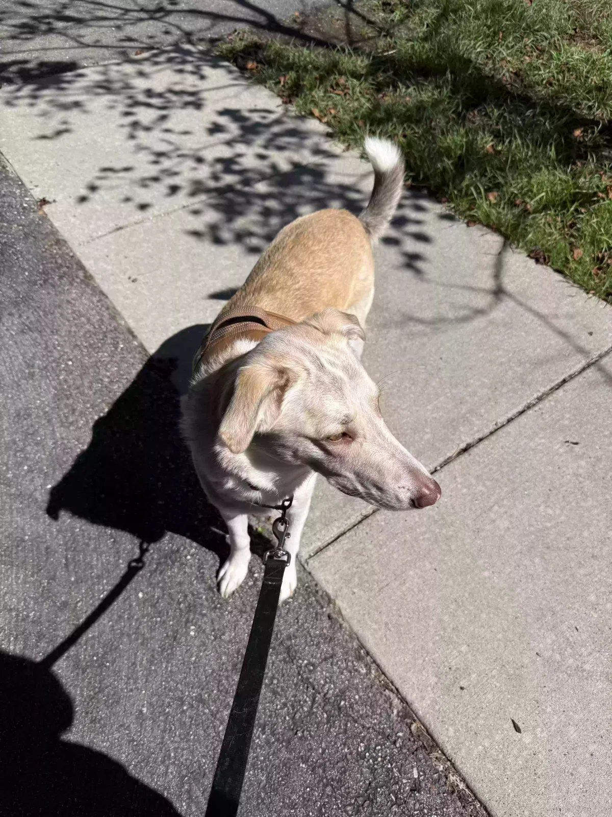 Cinnamon, Mutt Dog for adoption in Rochester, MI, 48307