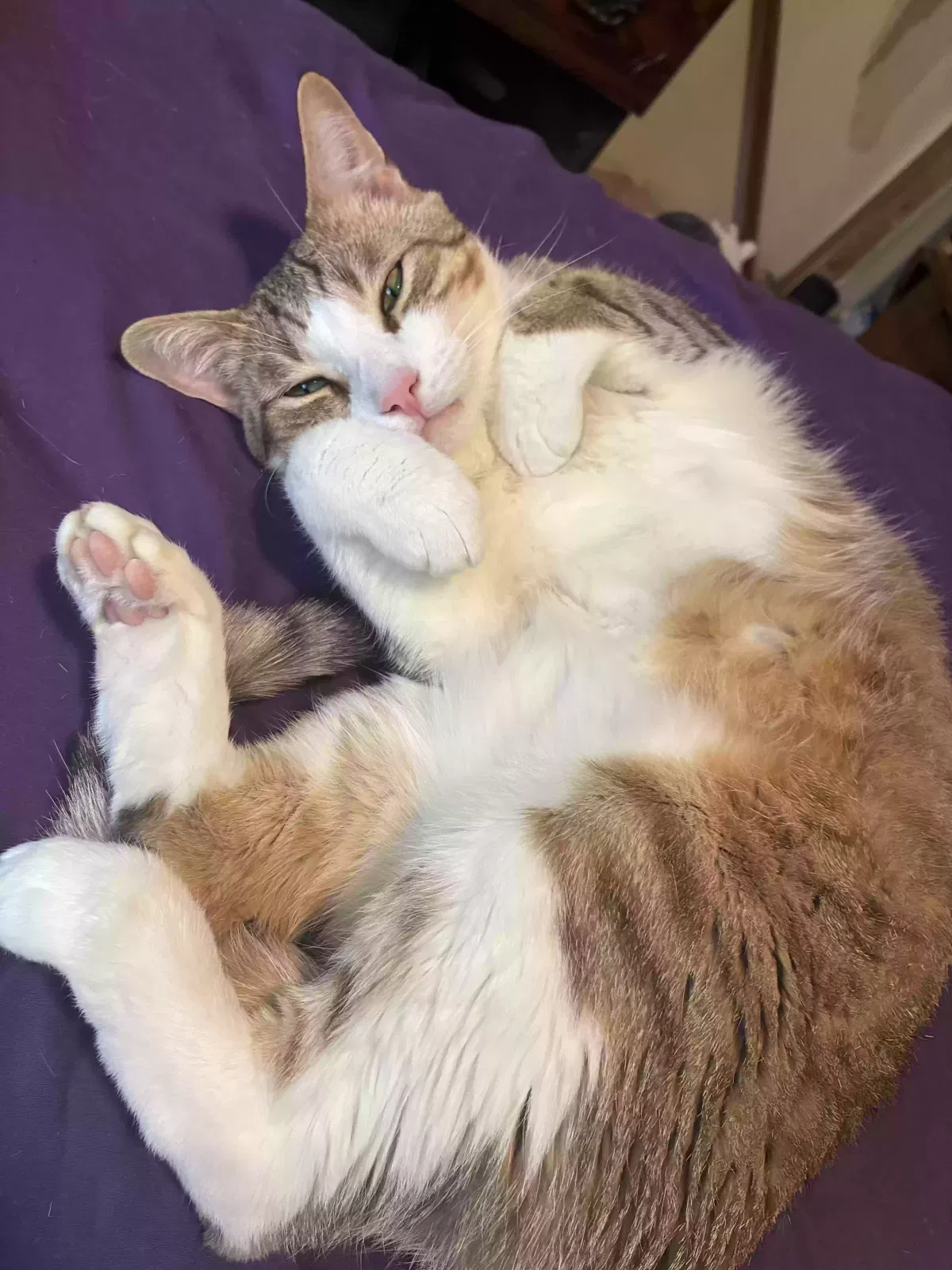 Tigger, Unknown Cat for adoption in Romulus, MI, 48174