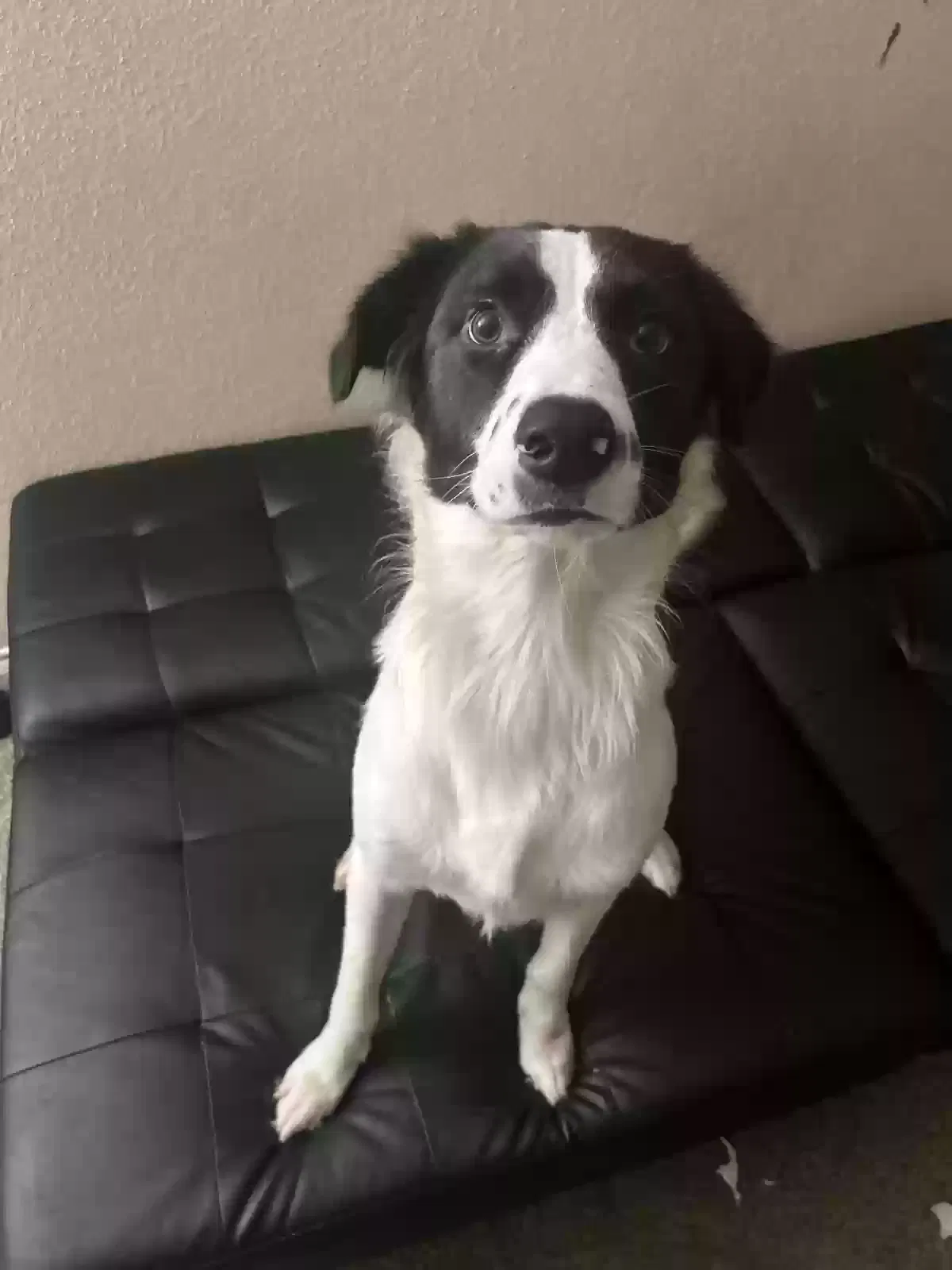 Oso, Stabyhoun Dog for adoption in Seabrook, TX, 77586