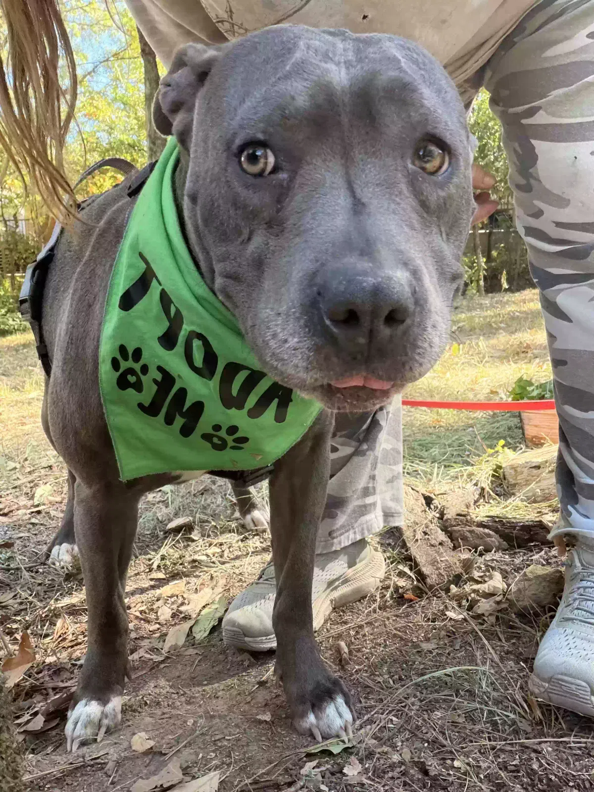 Dog, Pit Dog for adoption in Memphis, TN, 38011