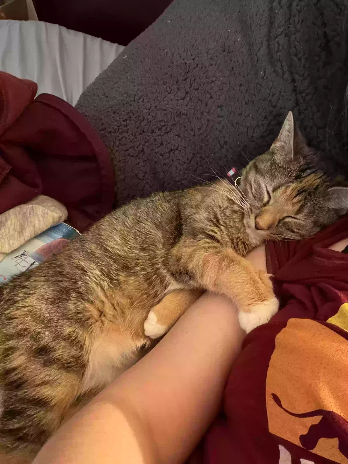 Hershey, Unknown Cat for adoption in Huntington, IN, 46750