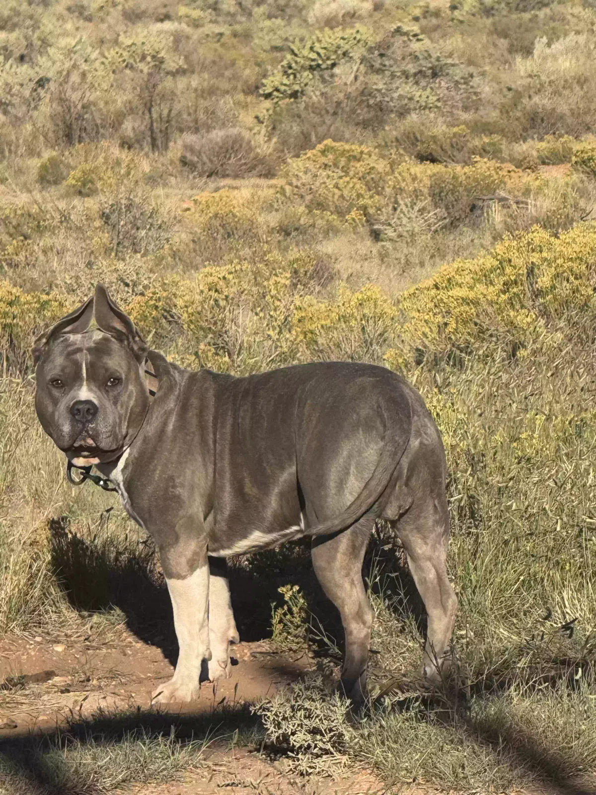 Ace, Blue nose bully Dog for adoption in Williams, AZ, 86046