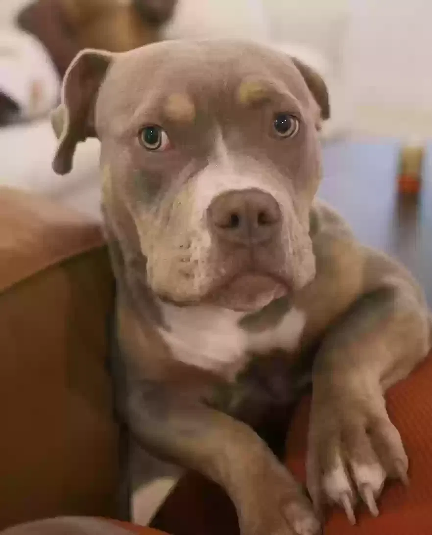 Chi ("Shy"), Pocket Bully Dog for adoption in Highland Park, IL, 60035