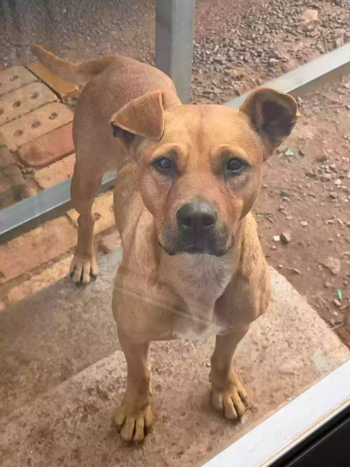 No name, Unknown Dog for adoption in Oklaunion, TX, 76373