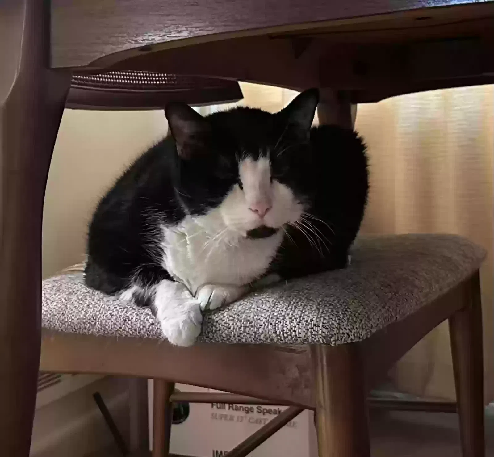 Cat, Unknown Cat for adoption in Fairfax, VA, 22032