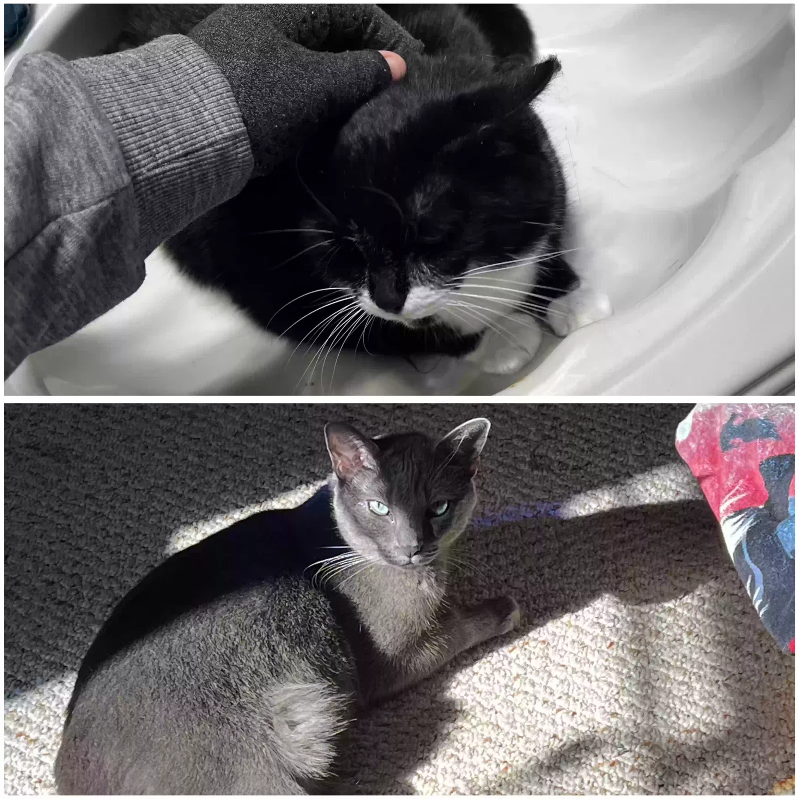 Moon & Bonnie, Unknown Cat for adoption in Dacula, GA, 30019