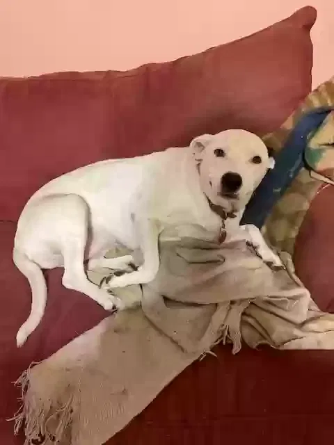 Bailey, Mixed Breed Large Dog for adoption in San Antonio, TX, 78250