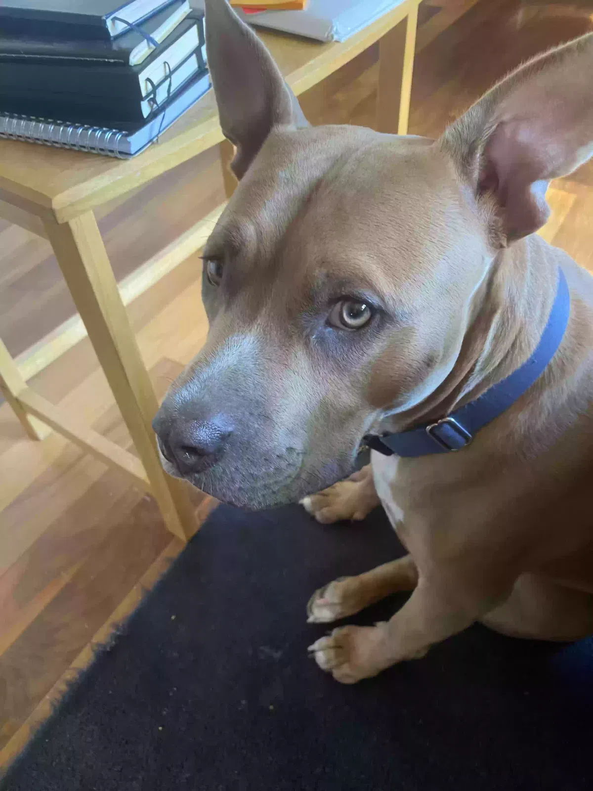 Rollo, Pitbull mix Dog for adoption in Imperial, MO, 63052