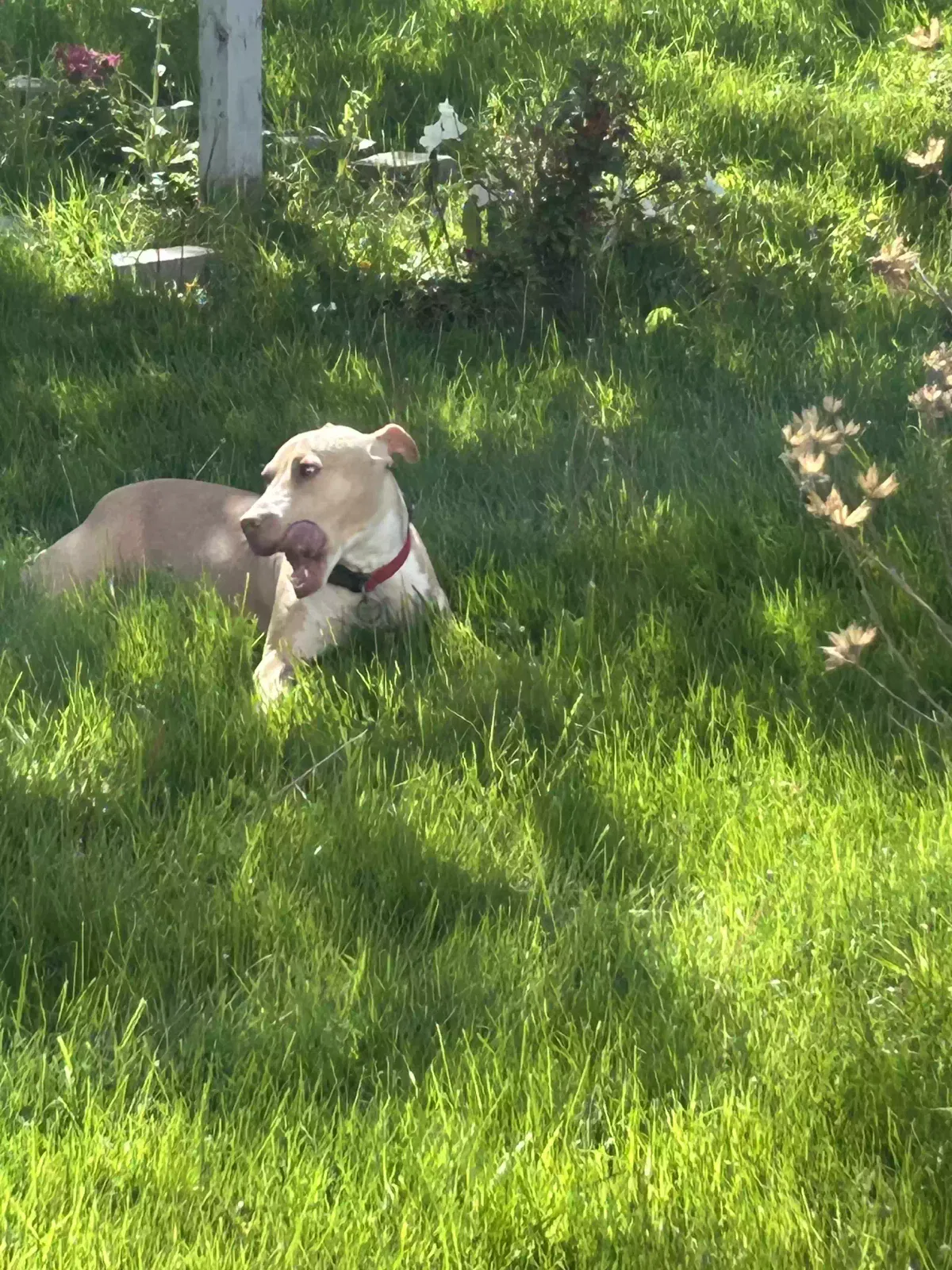 Maria, Pittbull terrier Dog for adoption in Farrell, PA, 16121