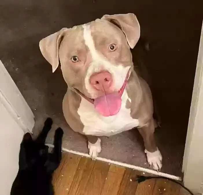 MEGALODON, American bully staffordshire mix Dog for adoption in Atlanta, GA, 30315