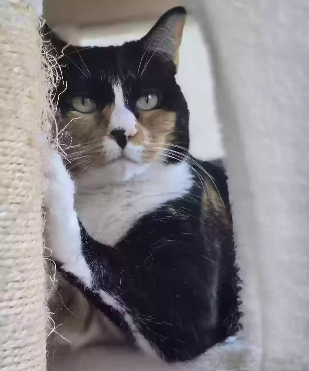 Ninja, American Short Haired Calico Cat for adoption in Benicia, CA, 94510