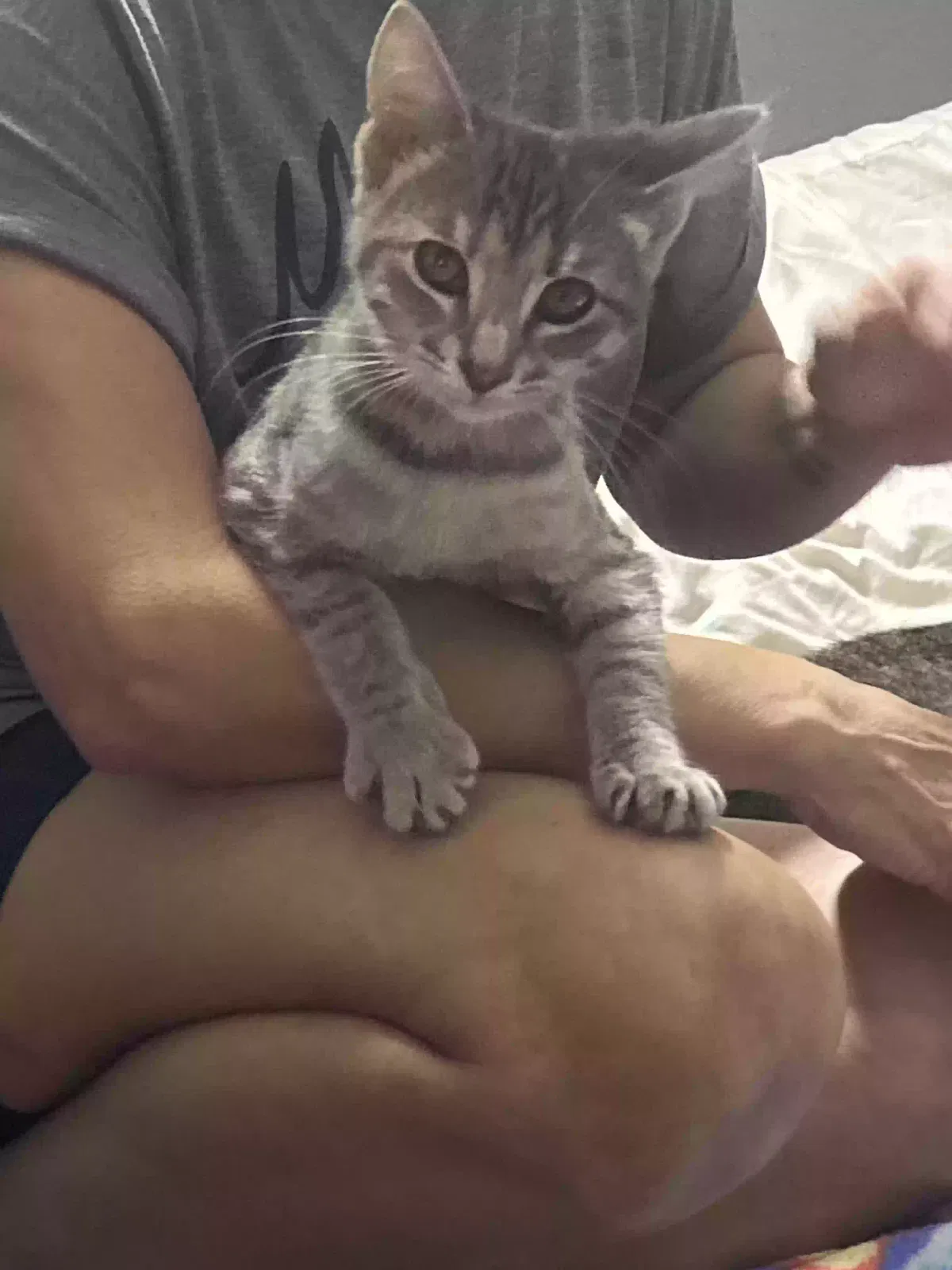 Little Gray, Unknown Cat for adoption in Longview, TX, 75604