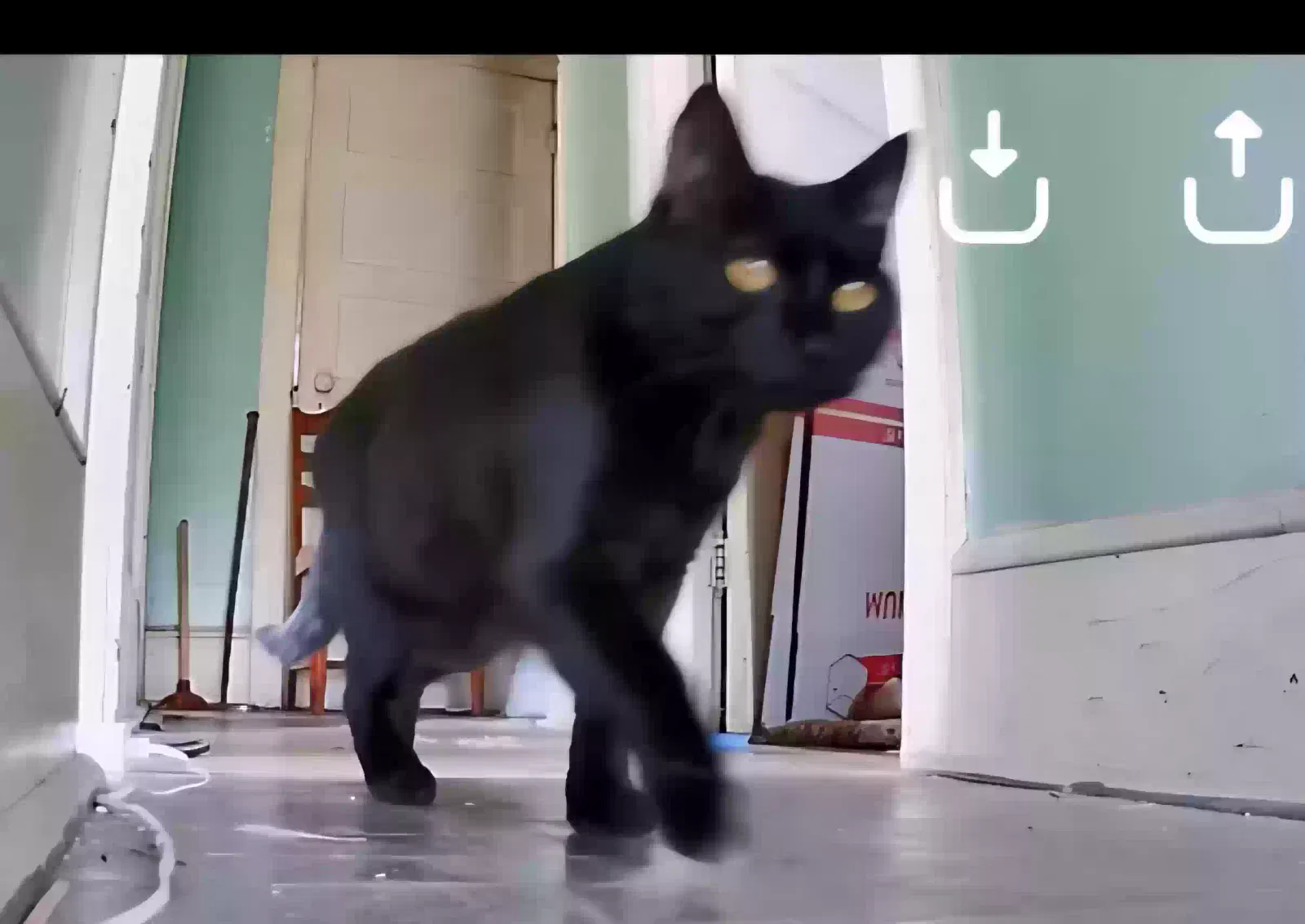 Bella, Unknown Cat for adoption in Ringtown, PA, 17967